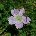 Geranium cinereum Fleur