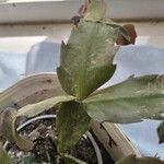 Schlumbergera truncata Лист