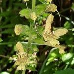 Salvia glutinosa 花