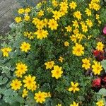 Bidens ferulifolia عادت داشتن