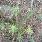 Oenothera elata Foglia