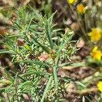 Cistus calycinus Feuille