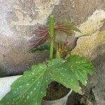 Begonia aconitifolia Blad