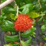 Combretum constrictum Fleur