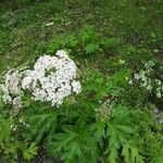 Heracleum lanatum Квітка