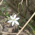 Ornithogalum divergens Žiedas