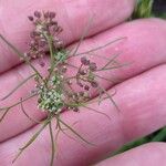 Cyclospermum leptophyllum Blüte