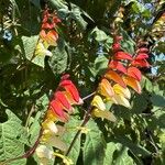 Ipomoea lobata Flor