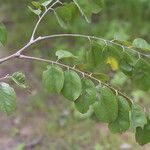 Pterocarpus angolensis Folha