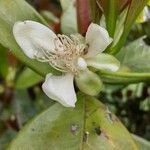 Psidium friedrichsthalianum Virág