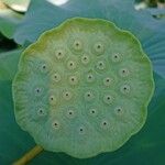 Nelumbo nucifera 果實