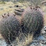 Ferocactus wislizeni Folha