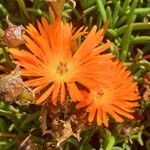 Lampranthus multiradiatus Λουλούδι