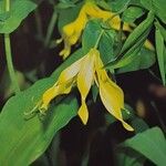 Uvularia grandiflora ফুল