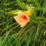 Thevetia neriifolia Flor