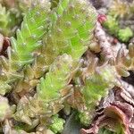 Sedum acre Lapas