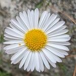 Erigeron karvinskianusŽiedas