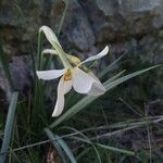 Narcissus poeticus Fula
