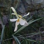 Narcissus poeticus Blüte