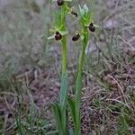 Ophrys sphegodes Elinympäristö