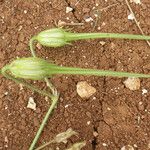 Erodium gruinum Fruit