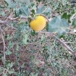 Solanum arundo Плод