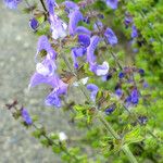 Salvia pratensis Flower