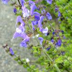 Salvia pratensis Bloem