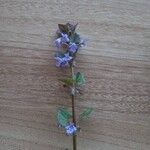 Glechoma hederacea Цветок