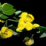 Senna chrysocarpa