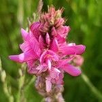 Onobrychis arenaria Flor