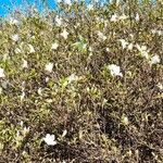 Rhododendron simsii Celota