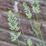 Polypogon viridis Žiedas