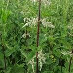 Urtica dioicaFlower