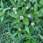 Phyla lanceolata Flower