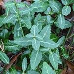 Euonymus fortunei ഇല