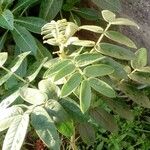 Senna multiglandulosa Лист