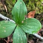 Cornus canadensis Leaf