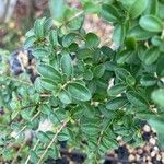 Myrsine africana Likasa