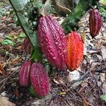 Theobroma cacao Vrucht