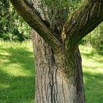 Populus simonii Corteccia