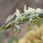 Sesleria caerulea Tervik taim