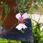 Pelargonium laevigatum Lorea