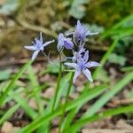 Hyacinthoides italica Flower