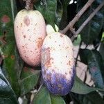 Dacryodes edulis Fruit