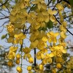 Cassia fistula Flower