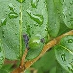 Lonicera acuminata फल