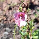 Diascia barberae Lorea