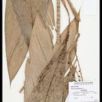 Geonoma leptospadix Fruto
