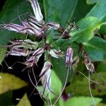 Phlox paniculata Fruit